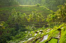 Tour privato di Ubud